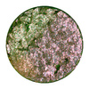 Pressed Pigment – MULTI-CHROME - Duo Disco